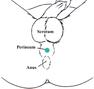 Holding your perineum is an emergency method to last longer during intercourse