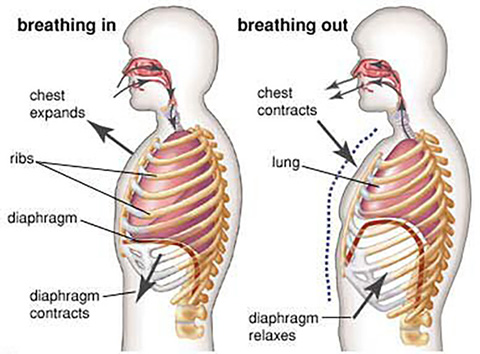 Premature Ejaculation Breathing Exercises Techniques EF