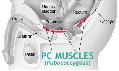 Diagram pc muscle The ATP